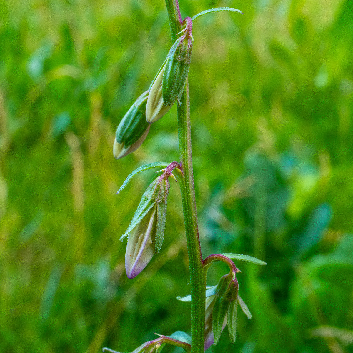 grass_lawn_near_japanese_garden_wall-7