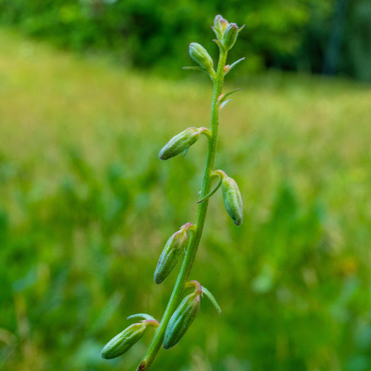 grass_lawn_near_japanese_garden_wall-8