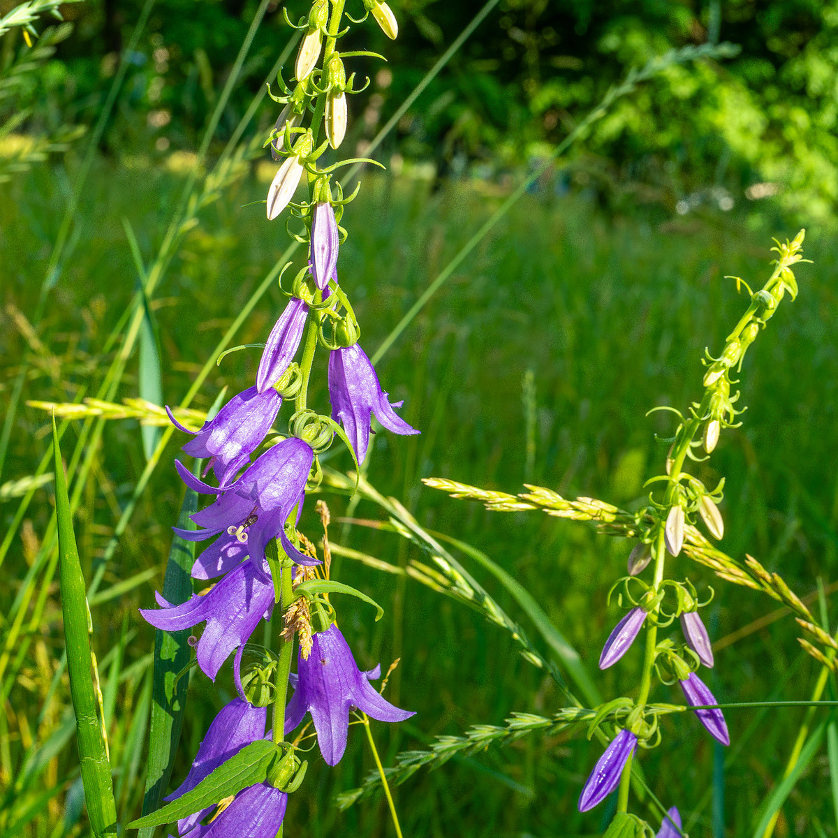 pikksilma_poplar_alley_grassland-1