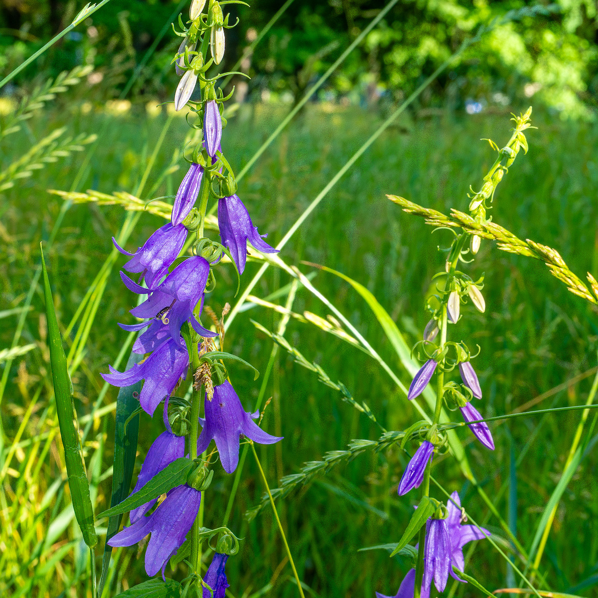 pikksilma_poplar_alley_grassland-2