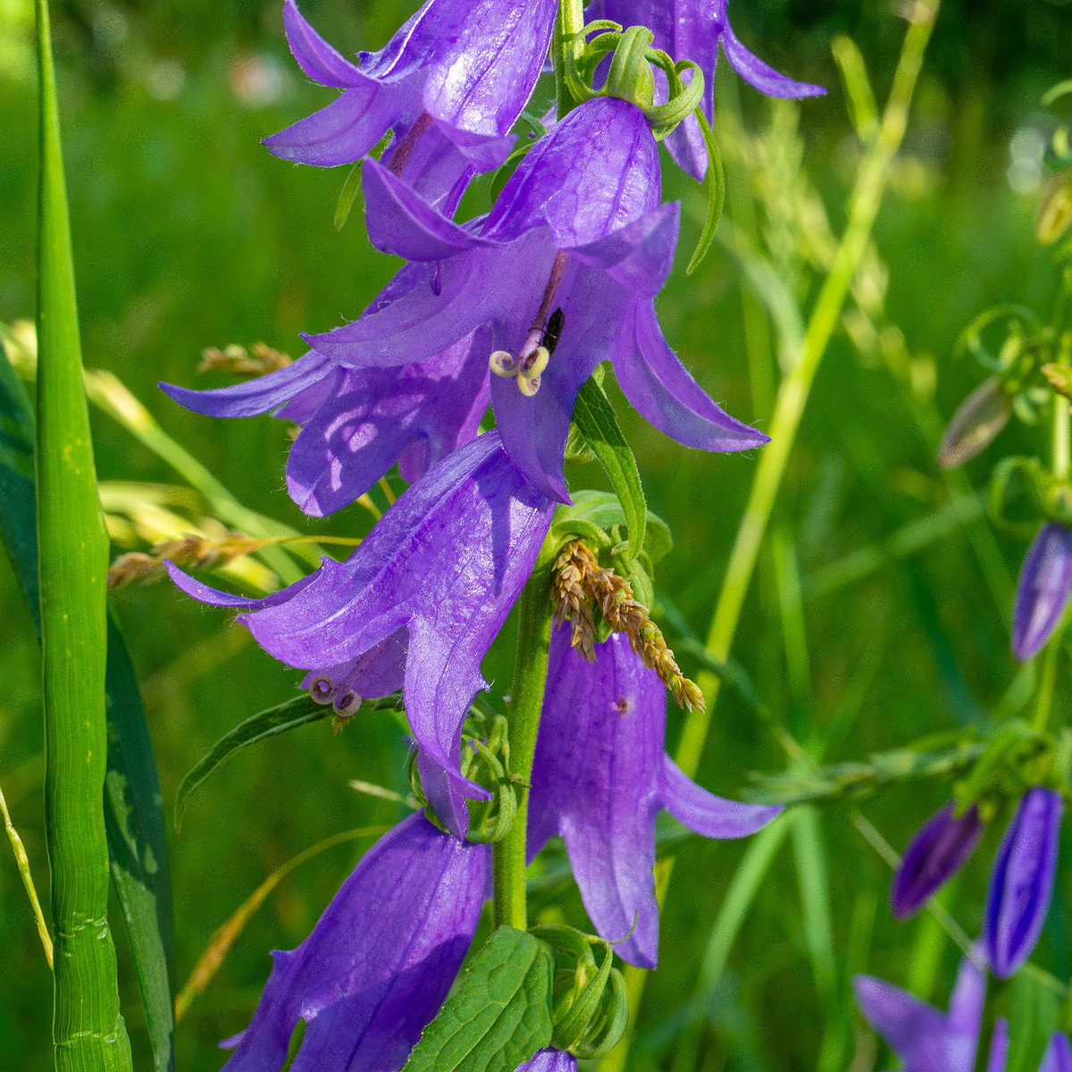 pikksilma_poplar_alley_grassland-3