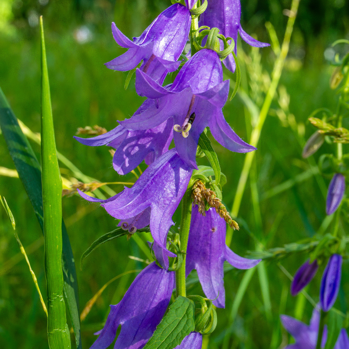 pikksilma_poplar_alley_grassland-4