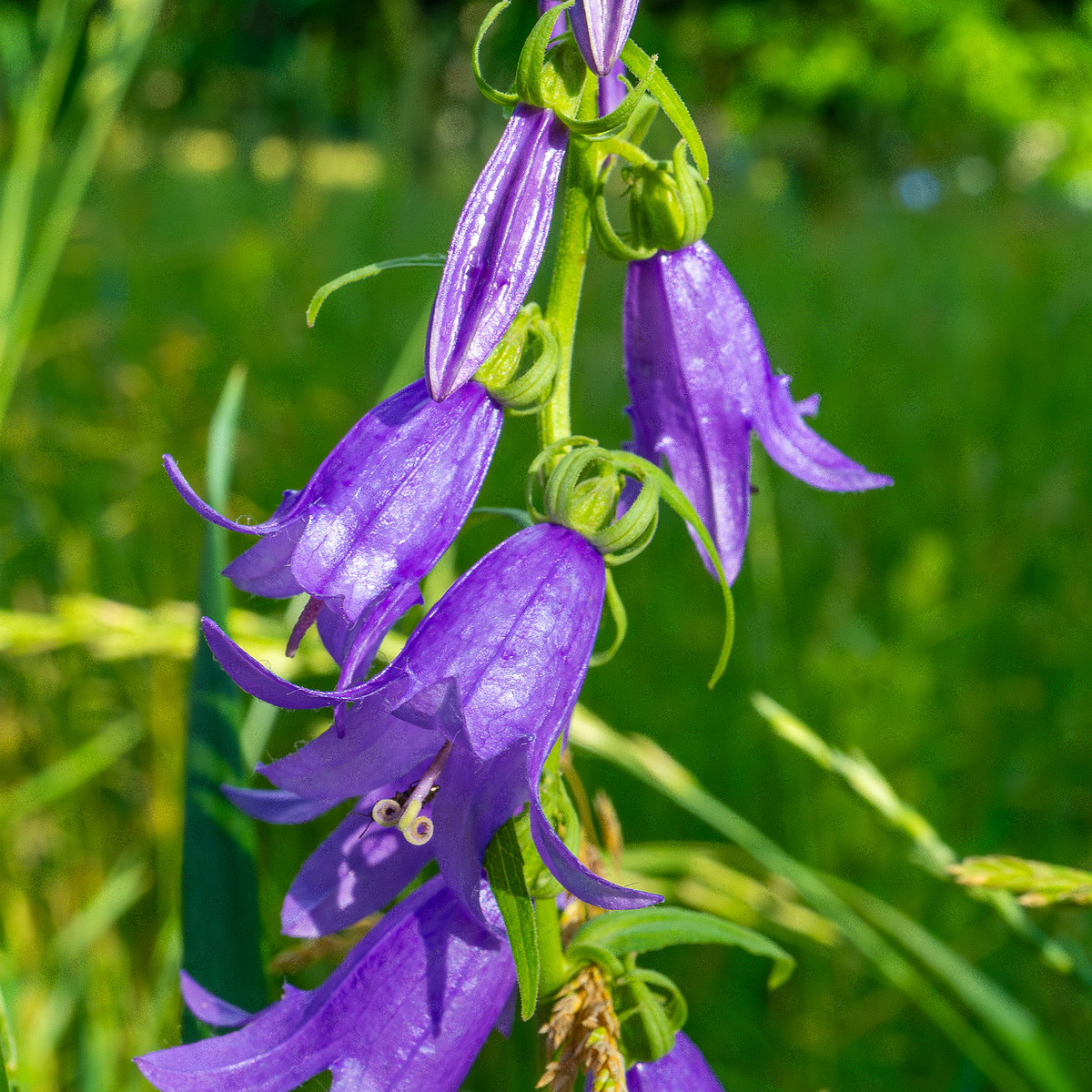 pikksilma_poplar_alley_grassland-5