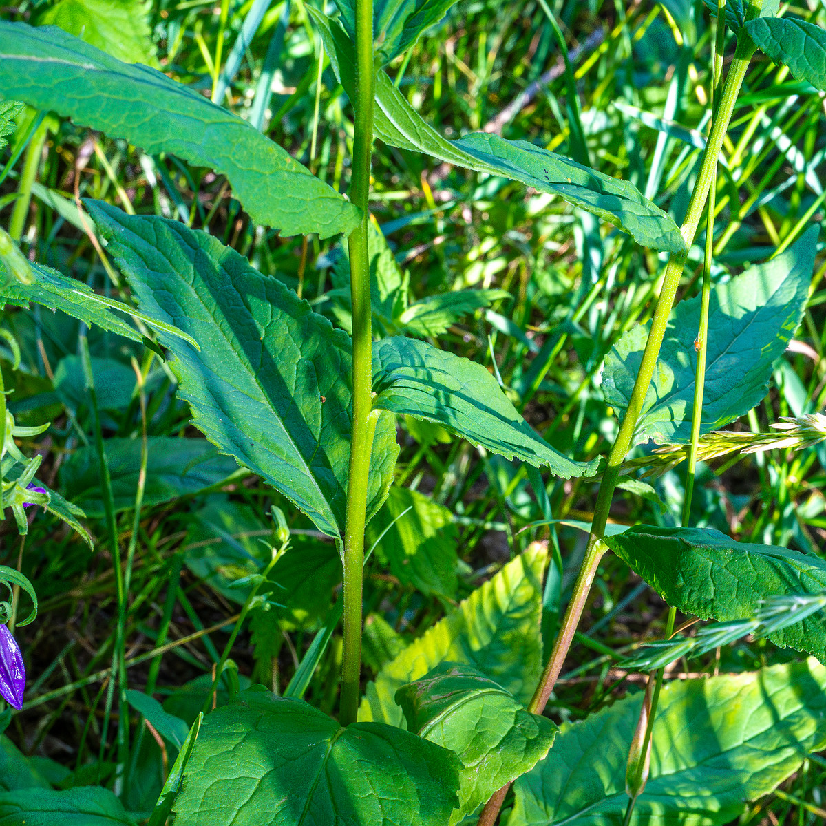 pikksilma_poplar_alley_grassland-6