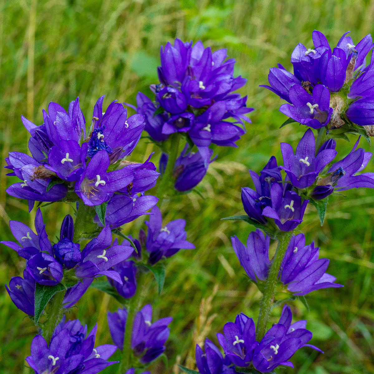 !pikksilma_poplar_alley_meadow-3