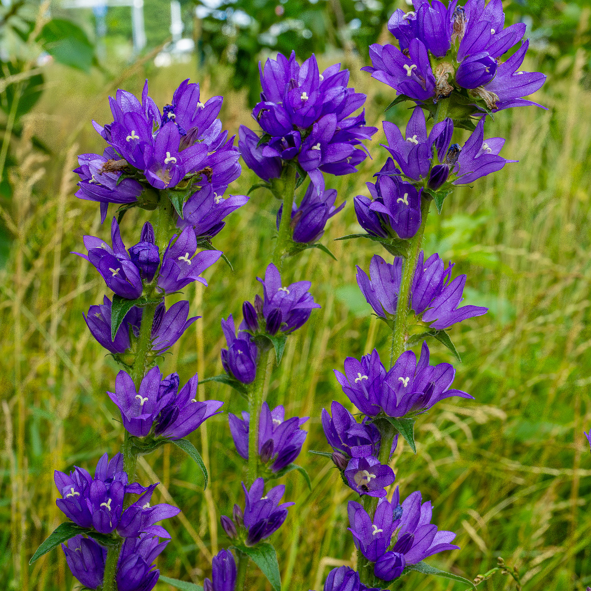 pikksilma_poplar_alley_meadow-2