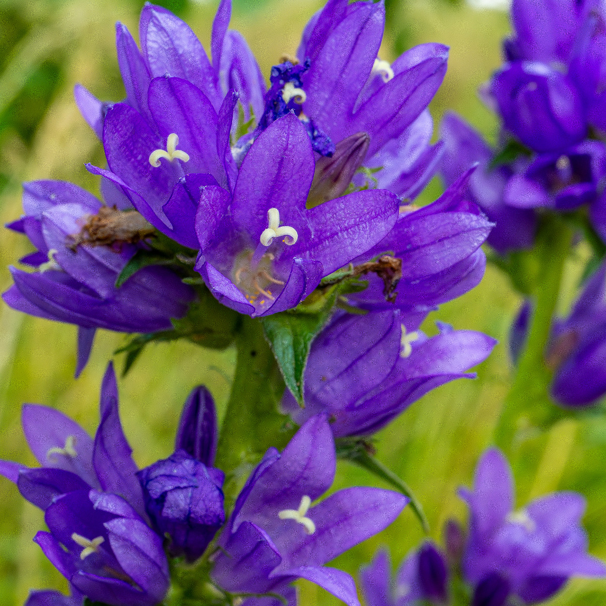 pikksilma_poplar_alley_meadow-4