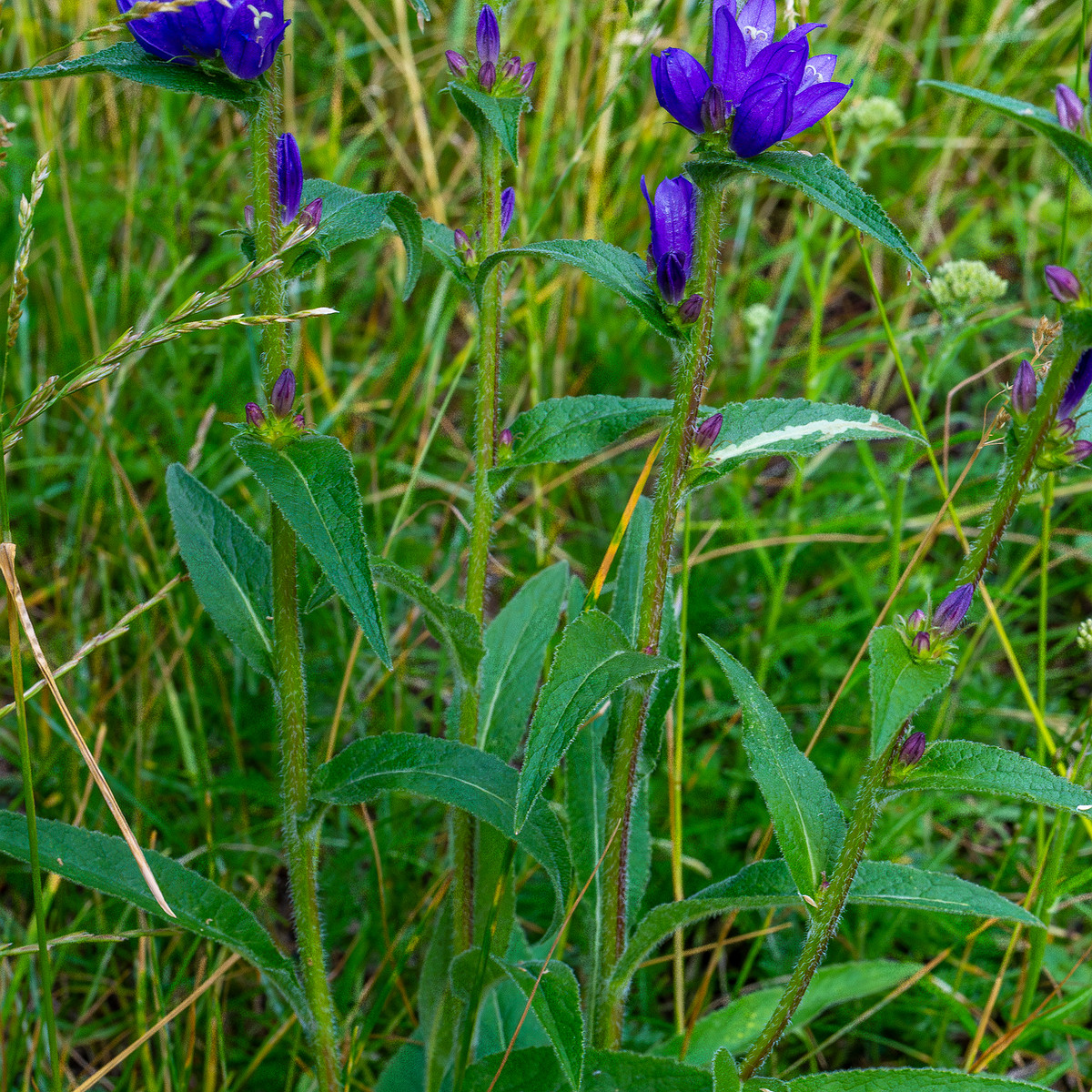 pikksilma_poplar_alley_meadow-5