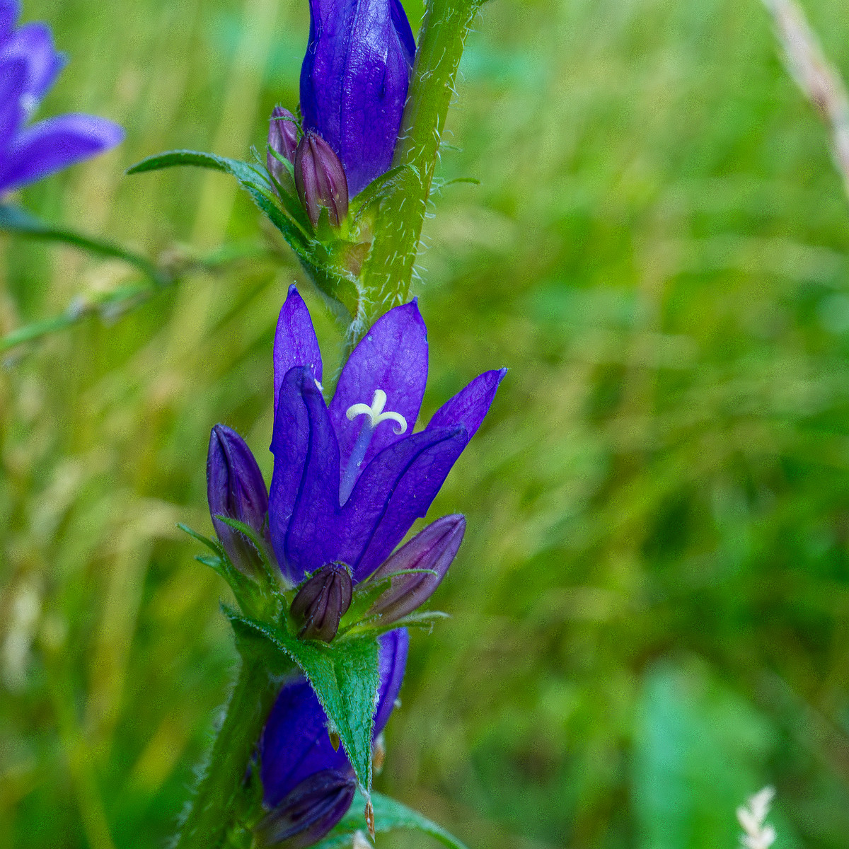 pikksilma_poplar_alley_meadow-6