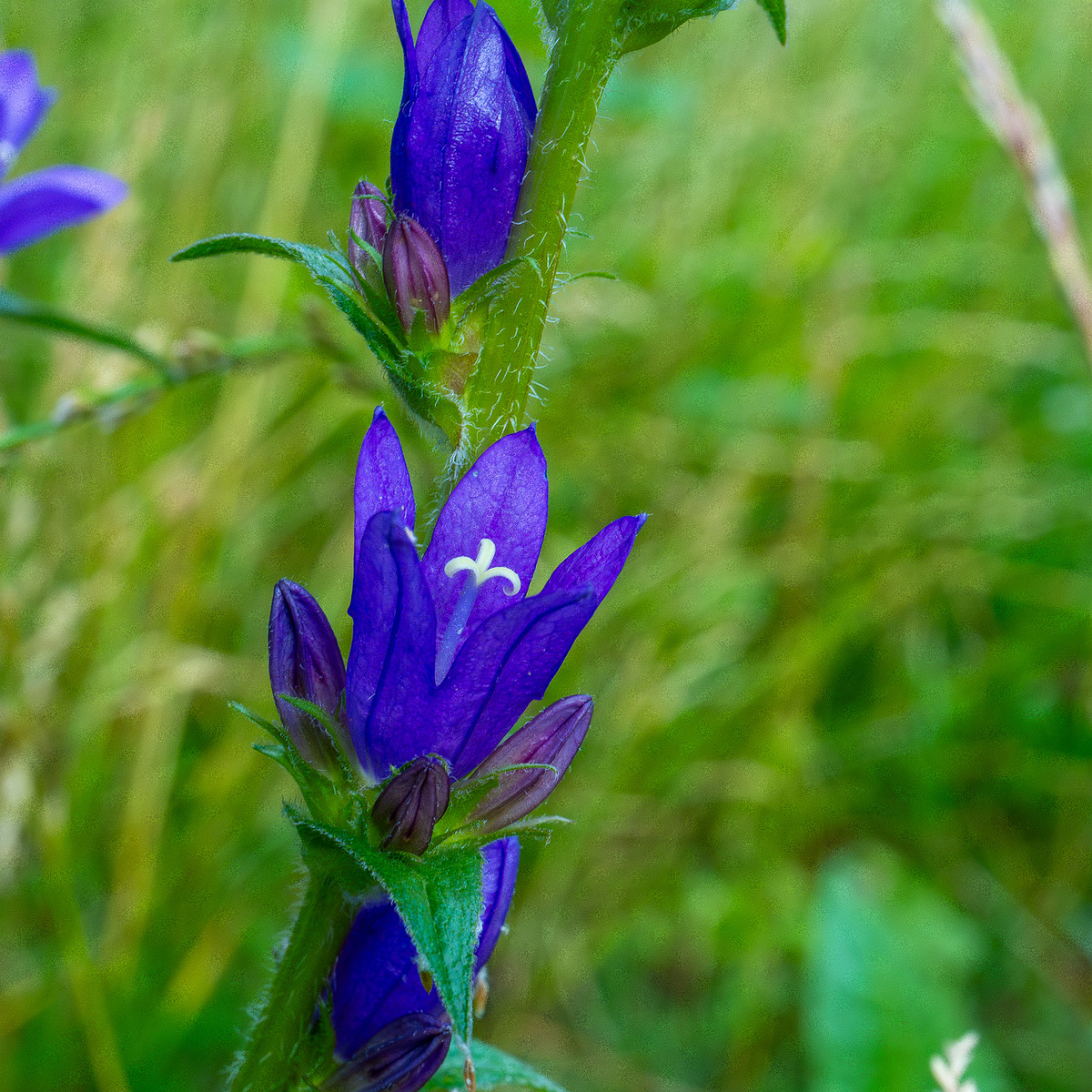 pikksilma_poplar_alley_meadow-7