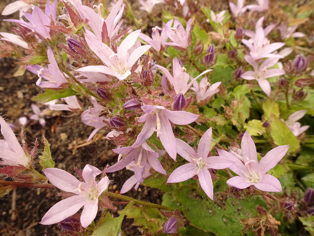 Колокольчик Пожарского 'Лисгудданская Разновидность' - Campanula poscharskyana 'Lisduggan Variety'