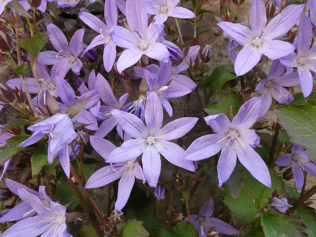 Колокольчик Пожарского - Campanula poscharskyana