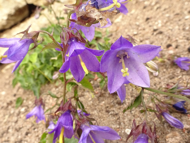 Колокольчик Радде - Campanula raddeana