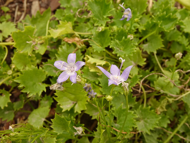 Колокольчик гарганский - Campanula garganica