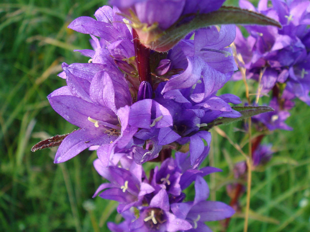 Колокольчик жёстковолосистый, олений - Campanula cervicaria