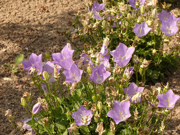 Колокольчик карпатский - Campanula carpatica