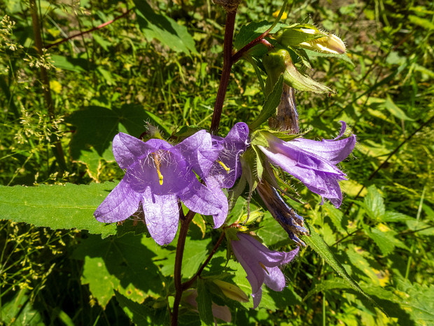 Колокольчик крапиволистный - Campanula trachelium