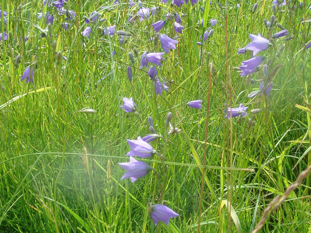 Колокольчик круглолистный - Campanula rotundifolia