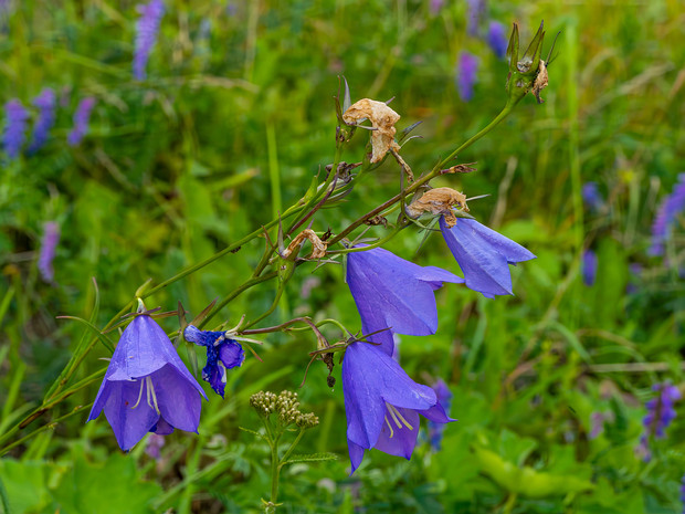 Колокольчик персиколистный - Campanula persicifolia