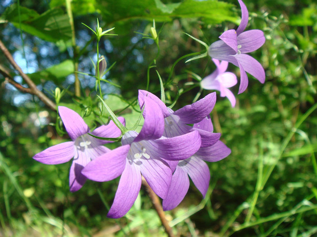 Колокольчик раскидистый - Campanula patula