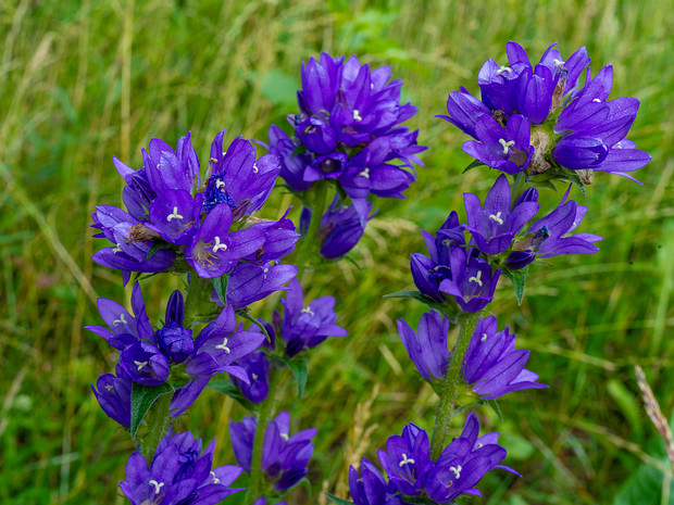 Колокольчик сборный, скученный - Campanula glomerata