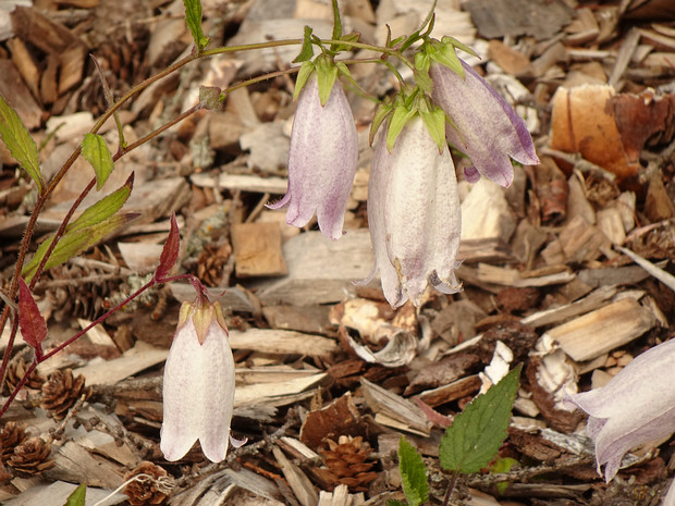 Колокольчик точечный разн. хондойский - Сampanula punctata var. hondoensis