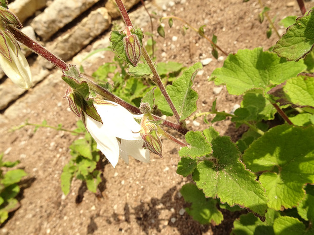 Колокольчик чесночницелистный - Campanula alliariifolia