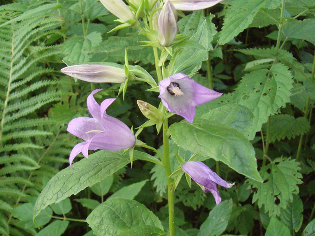 Колокольчик широколистный - Campanula latifolia