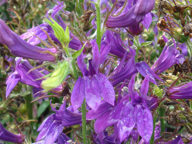 Лобелия x изящная 'Синий Веер' - Lobelia x speciosa 'Fan Blue'