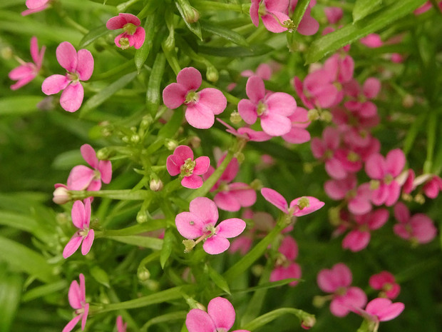 Стилидиум сочлененный - Stylidium adnatum