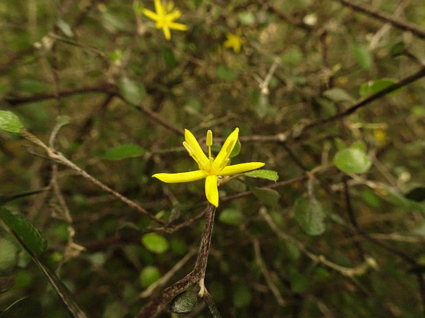 Аргофилловые - Argophyllaceae Argophyllaceae is a family of shrubs or small trees belonging to the order Asterales. The family includes two genera...