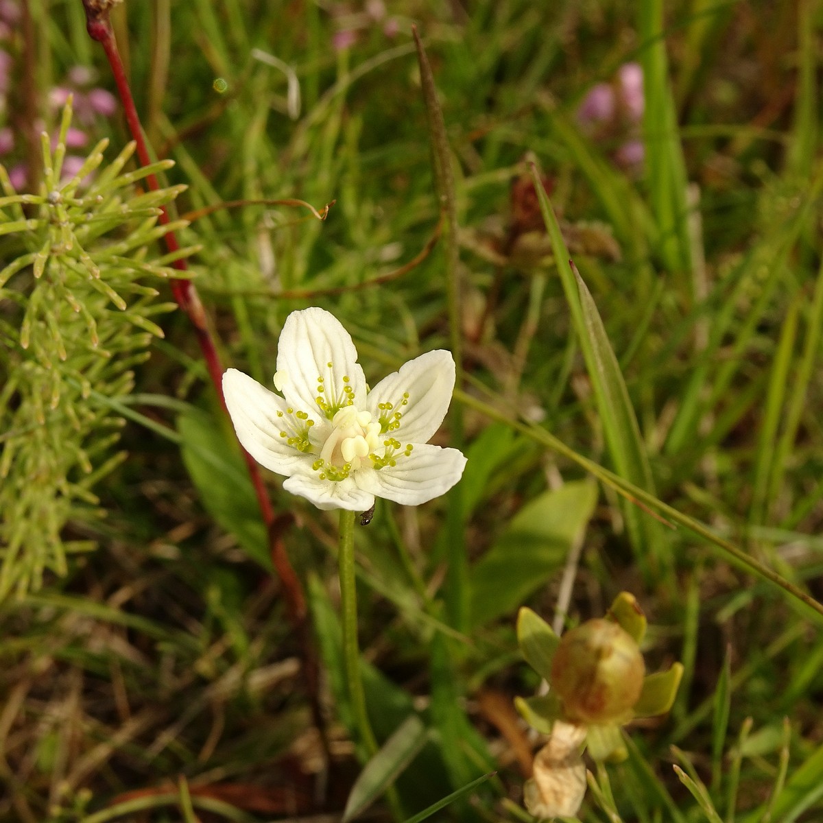 Parnassia palustris 23-Jul-19 _ 12_20_34