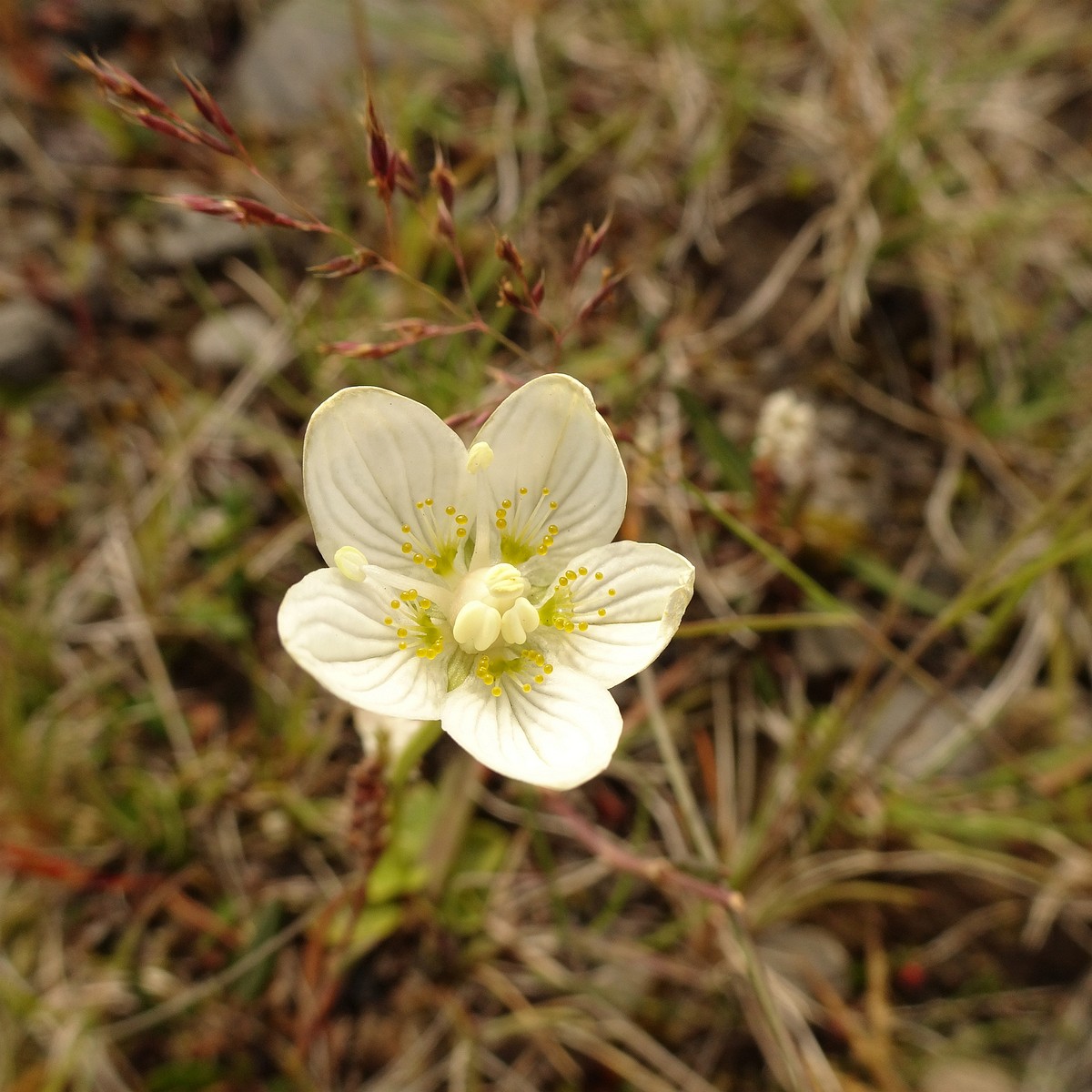 Parnassia palustris 23-Jul-19 _ 12_21_26