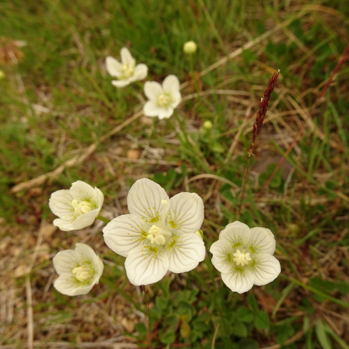 Parnassia palustris 23-Jul-19 _ 13_43_38