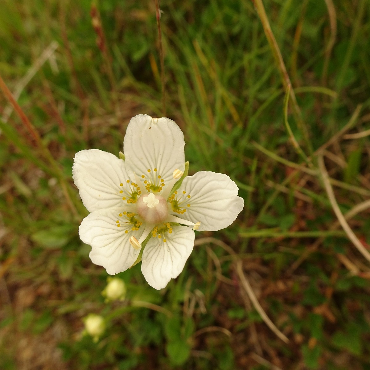 Parnassia palustris 23-Jul-19 _ 13_43_52