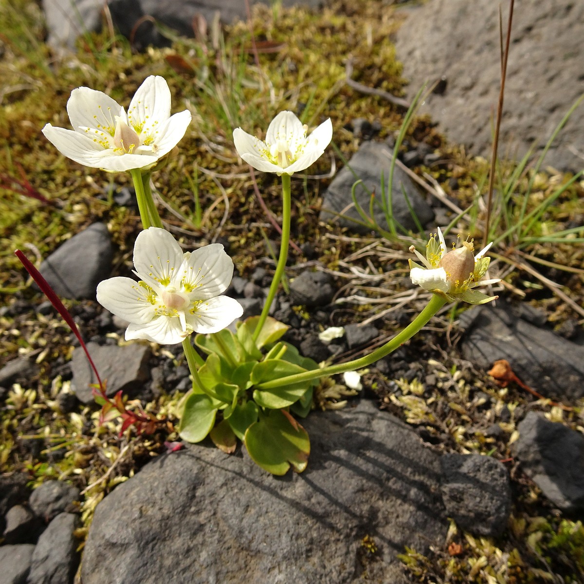 Parnassia palustris 25-Jul-19 _ 17_06_10