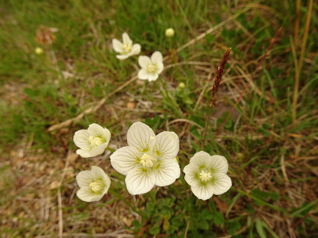 Белозор болотный - Parnassia palustris