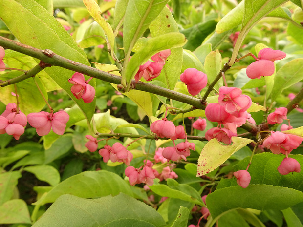 Бересклет Гамильтона - Euonymus hamiltonianus