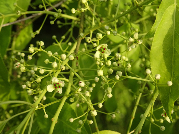 Бересклет Маака - Euonymus maackii