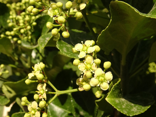 Бересклет крылатый - Euonymus alatus