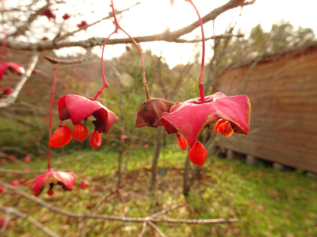 Бересклет плоскочерешковый - Euonymus planipes