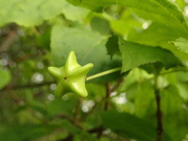 Бересклет широколистный - Euonymus latifolius