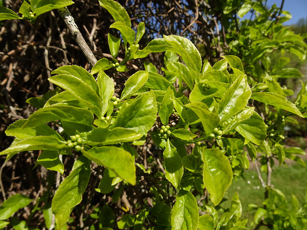 Древогубец плетеобразный - Celastrus flagellaris