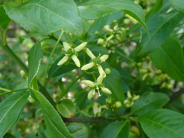 Бересклетовые - Celastraceae The Celastraceae (syn. Brexiaceae, Canotiaceae, Chingithamnaceae, Euonymaceae, Parnassiaceae, Siphonodontaceae, and...