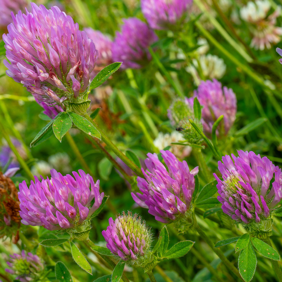 !tallinn_botanical_garden_grassland_near_pond-28