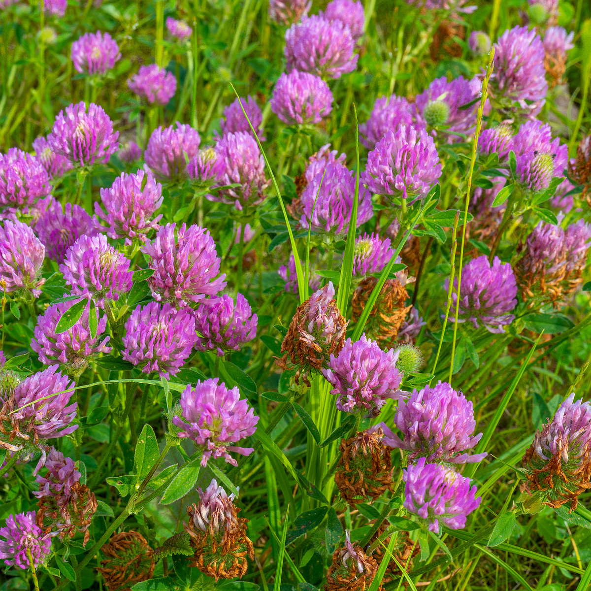 tallinn_botanical_garden_grassland_near_pond-27