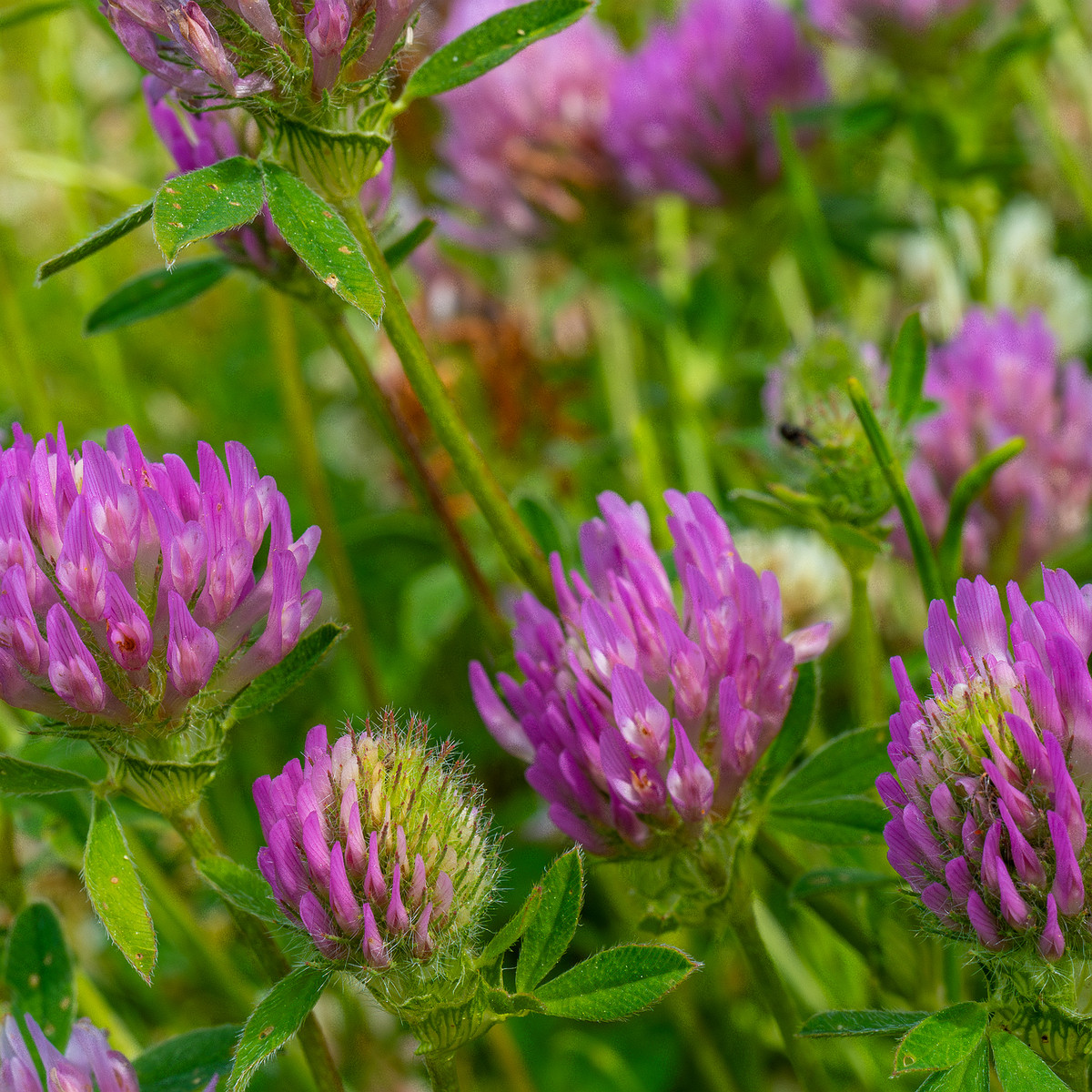 tallinn_botanical_garden_grassland_near_pond-29