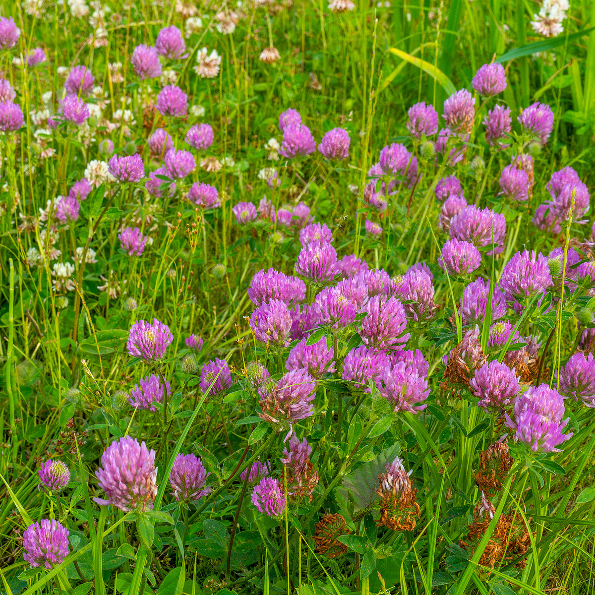 tallinn_botanical_garden_grassland_near_pond-30