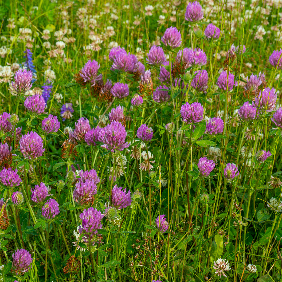 tallinn_botanical_garden_grassland_near_pond-31