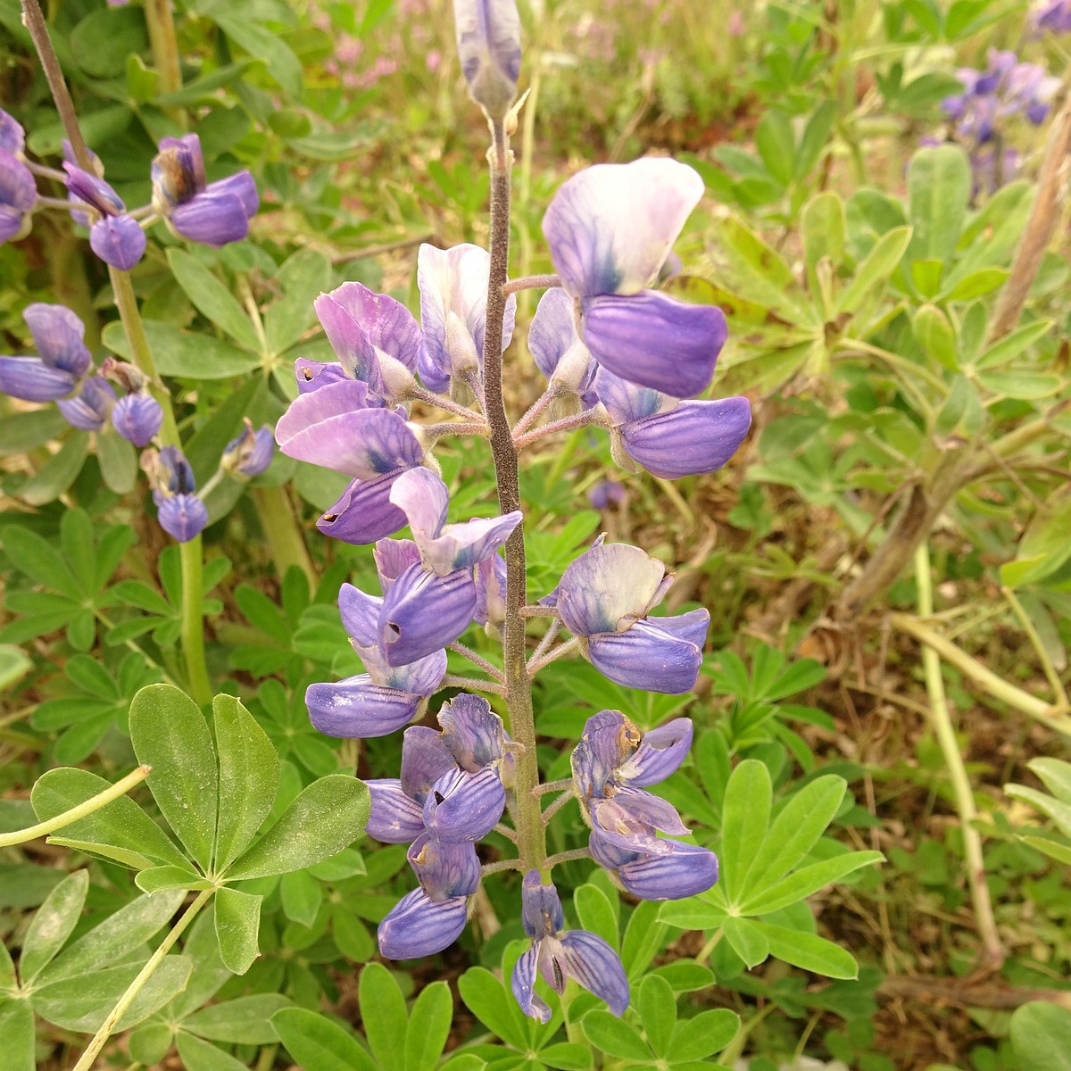 Lupinus nootkatensis 23-Jul-19 _ 13_51_22